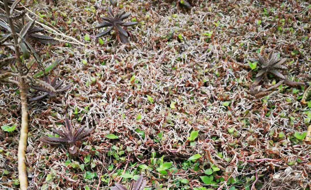 微信图片_20200421112258.jpg 微信图片_20200421112258.jpg