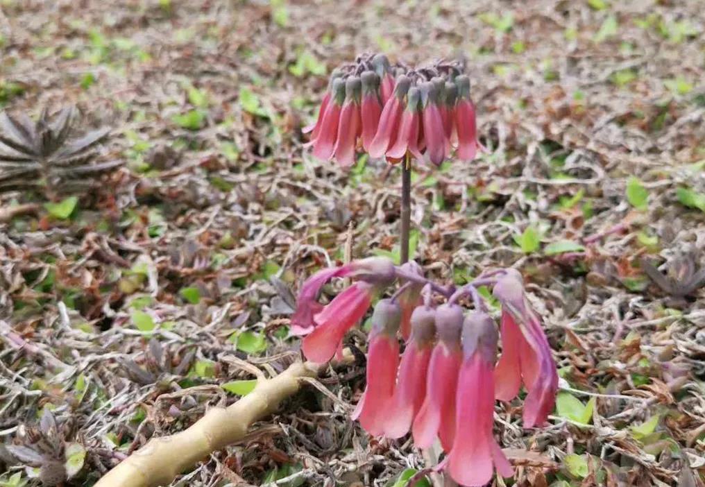 微信图片_20200421112303.jpg 微信图片_20200421112303.jpg