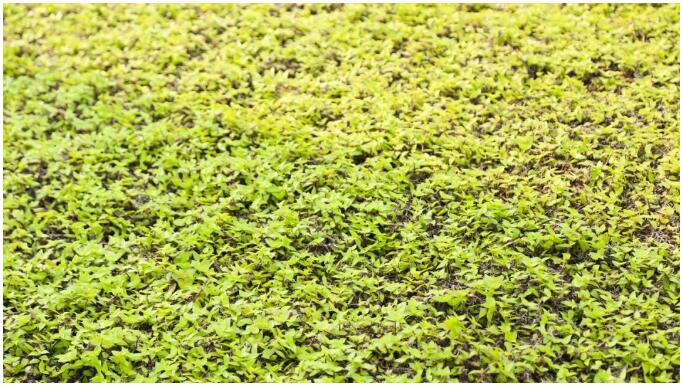 生态种植屋面植被满铺.jpg 生态种植屋面植被满铺.jpg