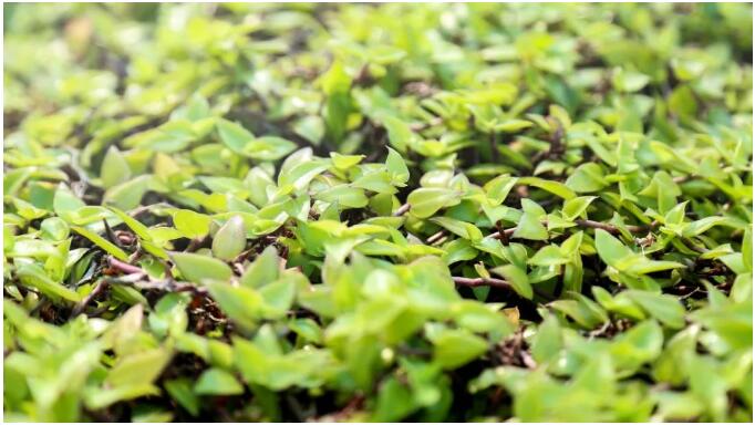 生态种植屋面绿植—改良锦竹草.jpg 生态种植屋面绿植—改良锦竹草.jpg