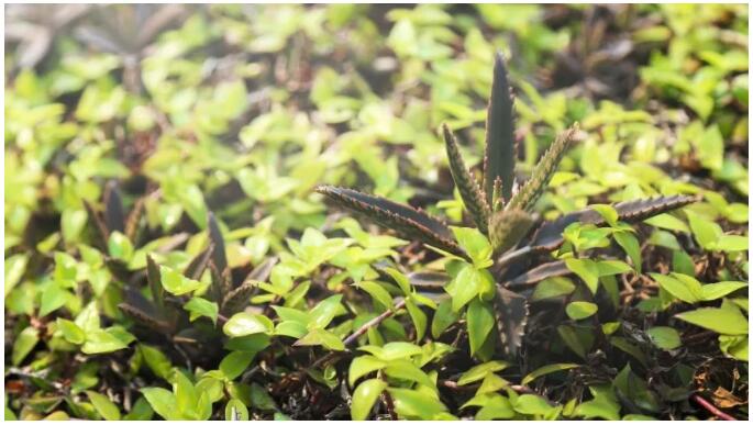 生态种植屋面绿植—改良落地生根.jpg 生态种植屋面绿植—改良落地生根.jpg