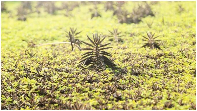生态种植屋面多处绿植萌发.jpg 生态种植屋面多处绿植萌发.jpg