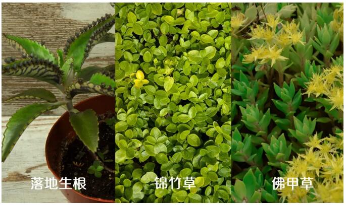 英国365上市官网耐旱草种.jpg 英国365上市官网耐旱草种.jpg